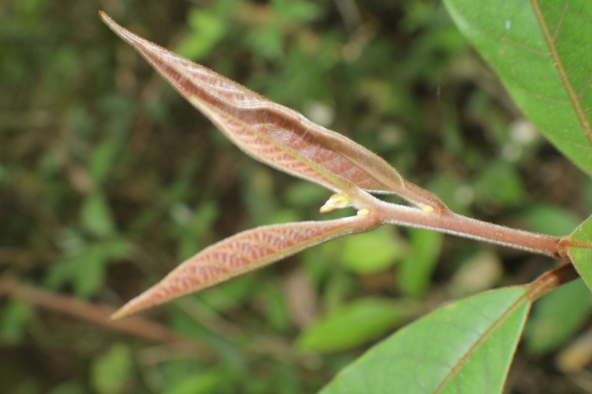 Litsea ligustrina (Nees) Fern.- Vill